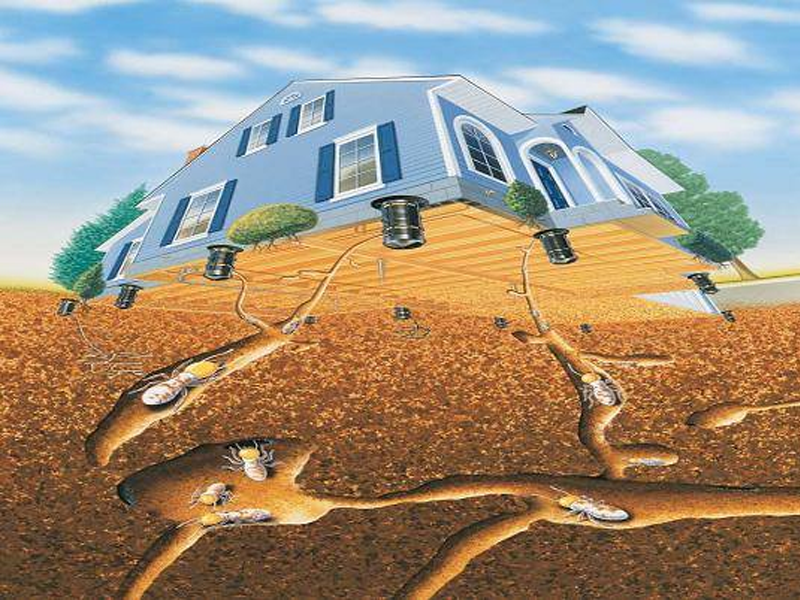 Diệt mối An Lão Bình Định